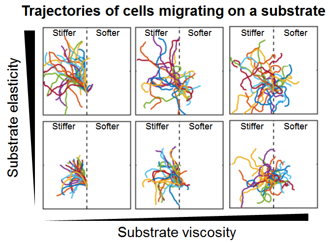 Durotaxis of collective cell migration