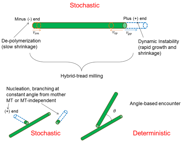 Dynamic instabilities of cortical microtubules
