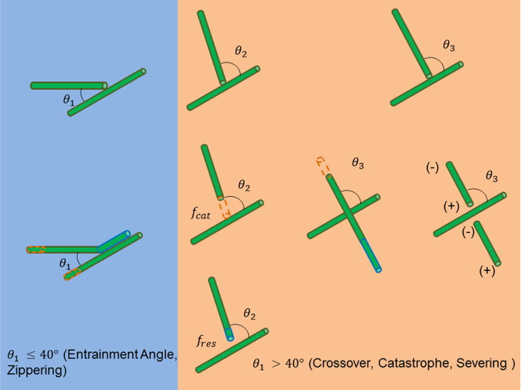 Dynamic instabilities of cortical microtubules