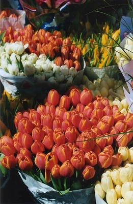 Dublin Flower Market