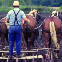Amish farmer plows standing on a sled behind a team of four horses