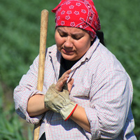 Farmer suffering from arthritis rubbing her hands while taking a break from working Farmer suffering from arthritis rubbing her hands while taking a break from working