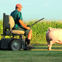 Paraplegic farmer prods a hog in the field while riding in a motorized wheelchair