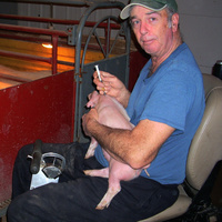 Farmer in a wheelchair gives a vaccination to a hog