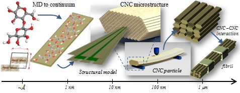 Cellulose nanocrystals